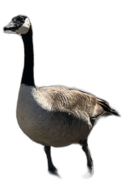 Canada Goose