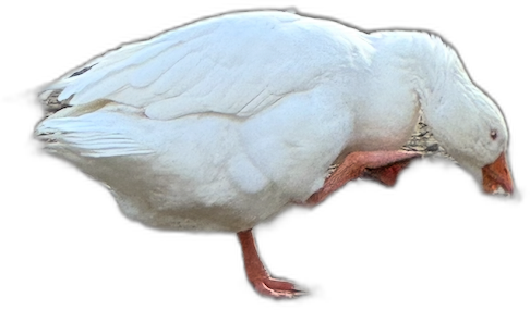 A goose standing on one leg