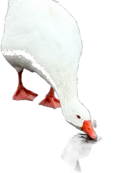 A goose standing in a puddle