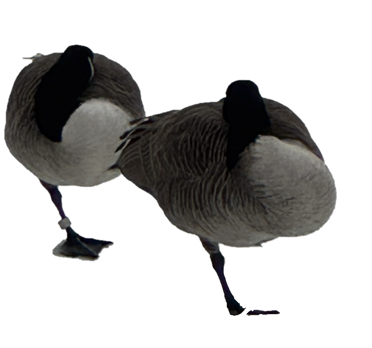 Cold Goose