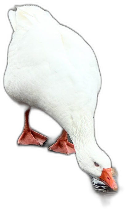 Puddle Goose